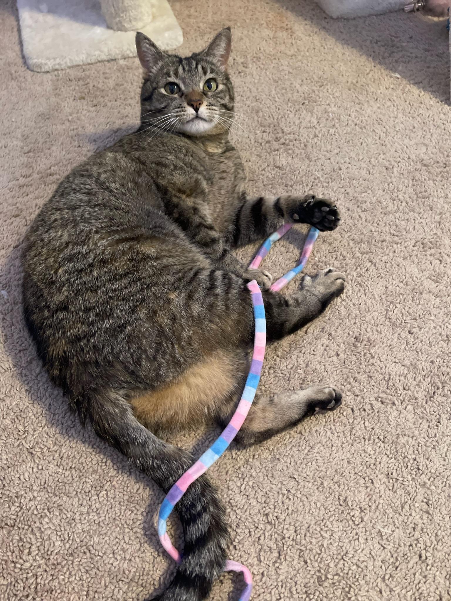 Sweetie, a Adoptable Domestic Short Hair in Mount Juliet, TN image 2/6