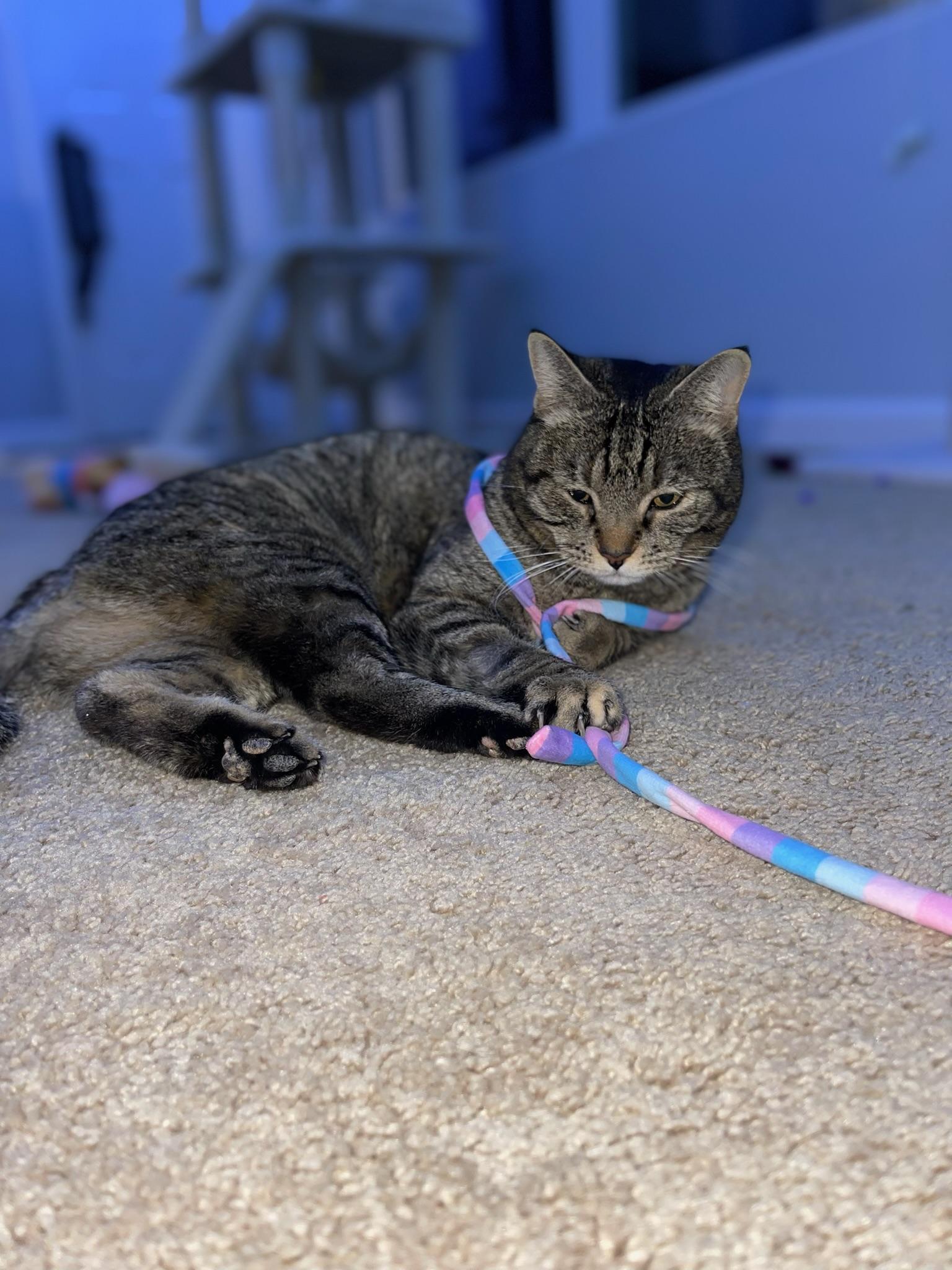 Enlarge Sweetie, a Adoptable Domestic Short Hair in Mount Juliet, TN image 6/6