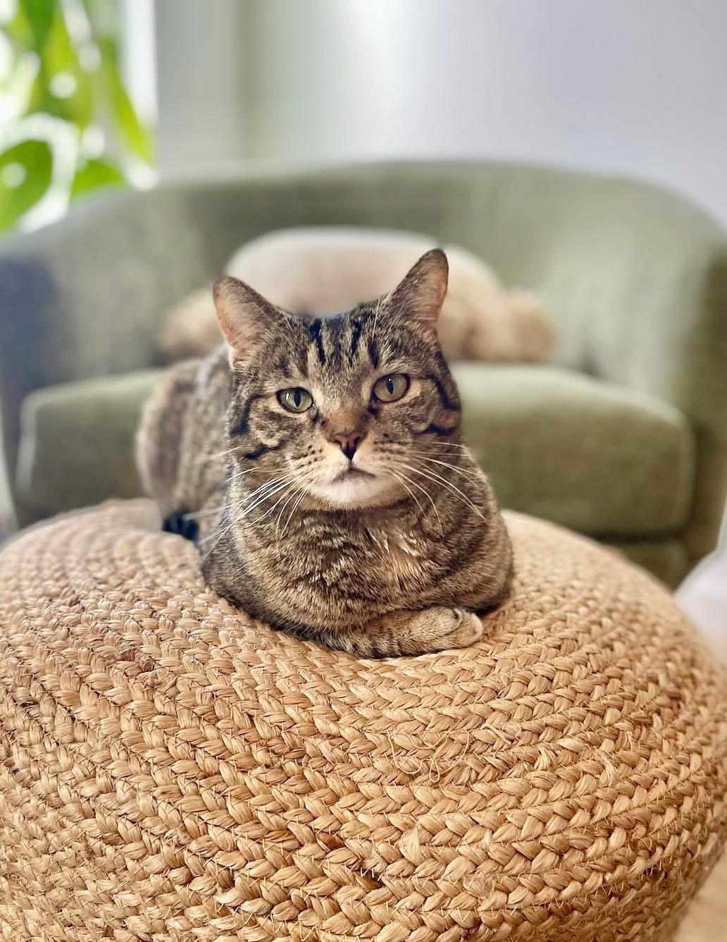 Enlarge Sweetie, a Adoptable Domestic Short Hair in Mount Juliet, TN image 1/6