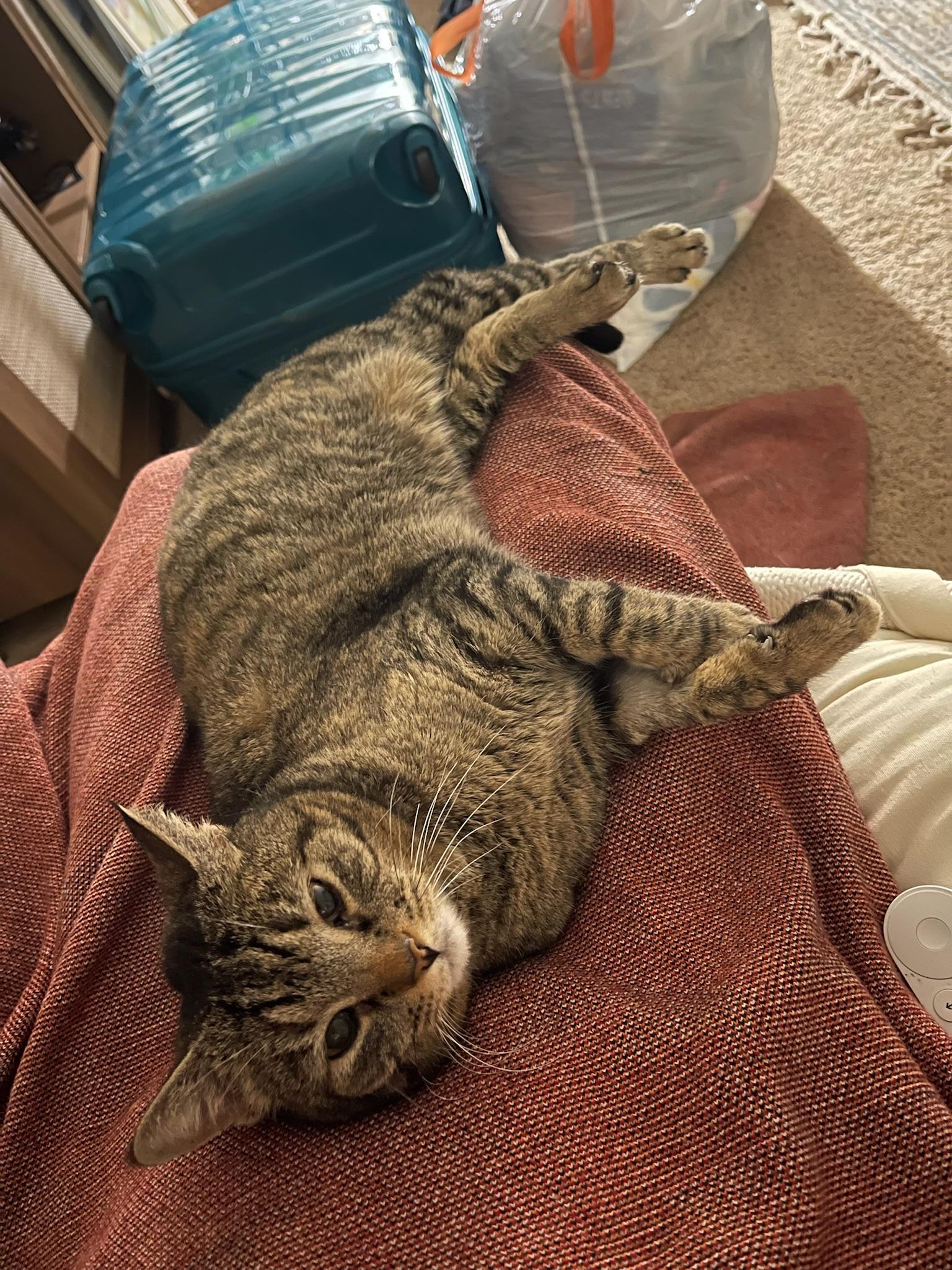 Enlarge Sweetie, a Adoptable Domestic Short Hair in Mount Juliet, TN image 5/6