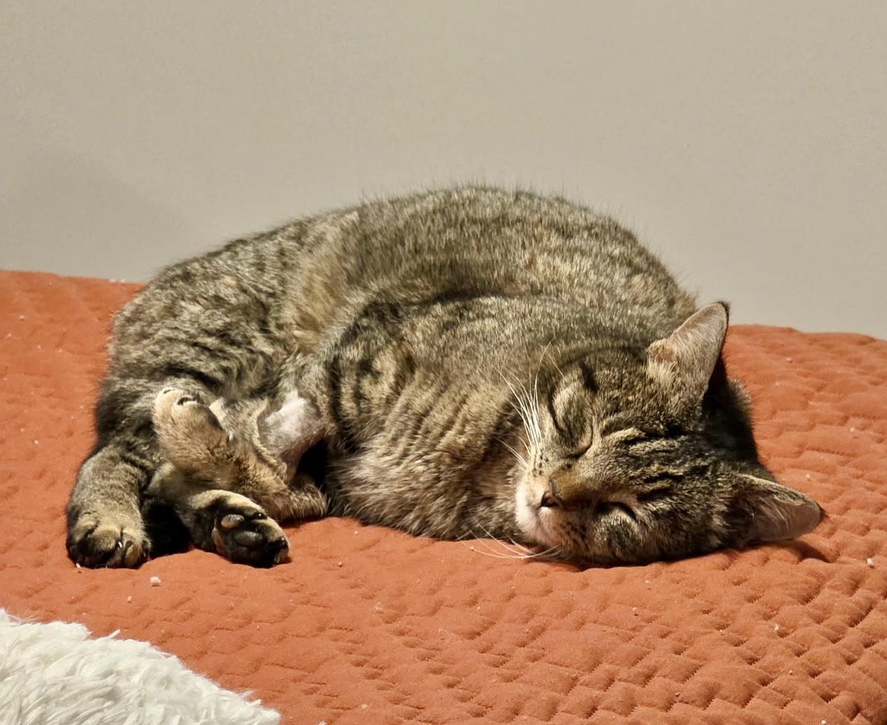 Enlarge Sweetie, a Adoptable Domestic Short Hair in Mount Juliet, TN image 4/6