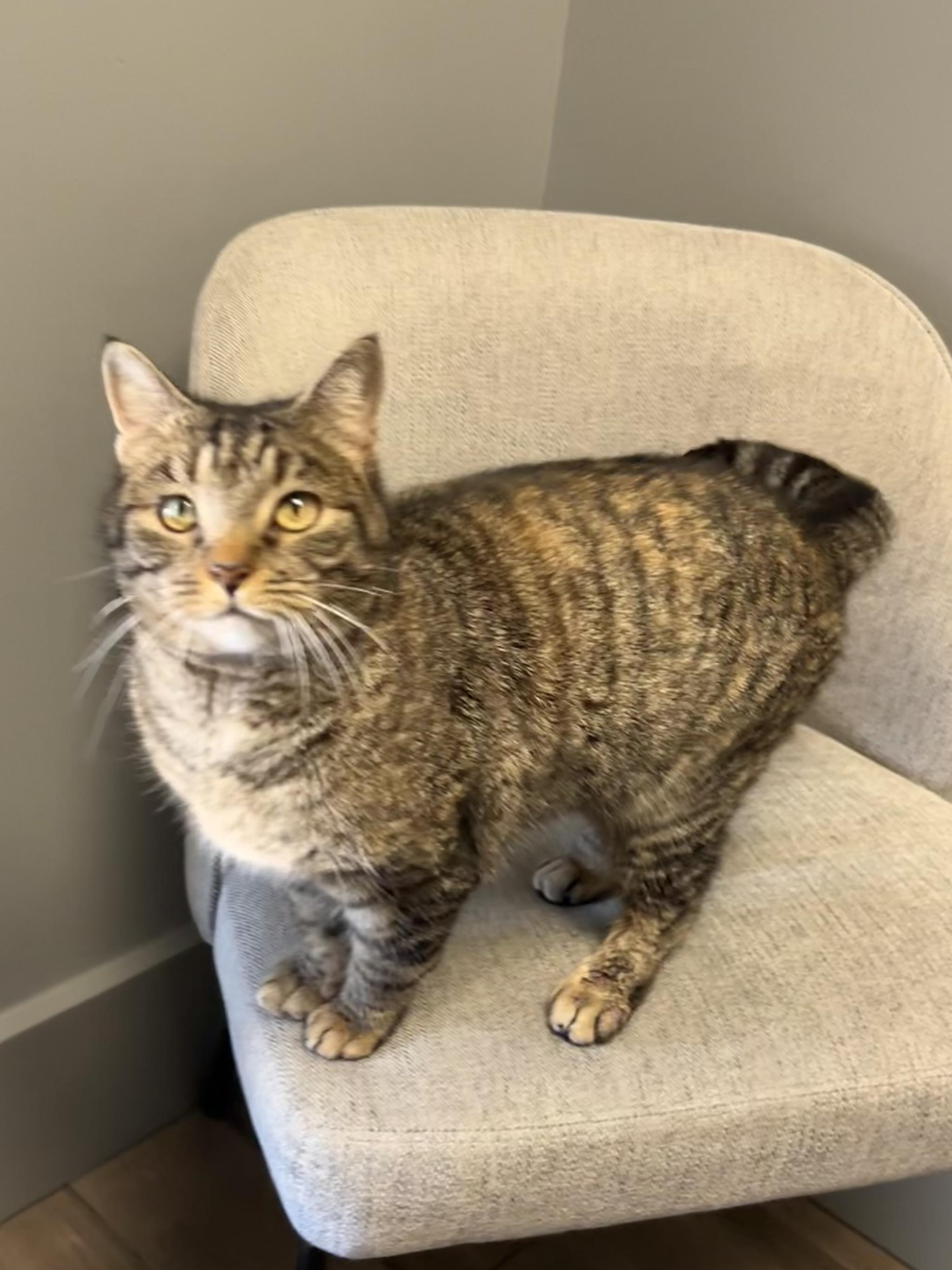 Enlarge Sweetie, a Adoptable Domestic Short Hair in Mount Juliet, TN image 5/6