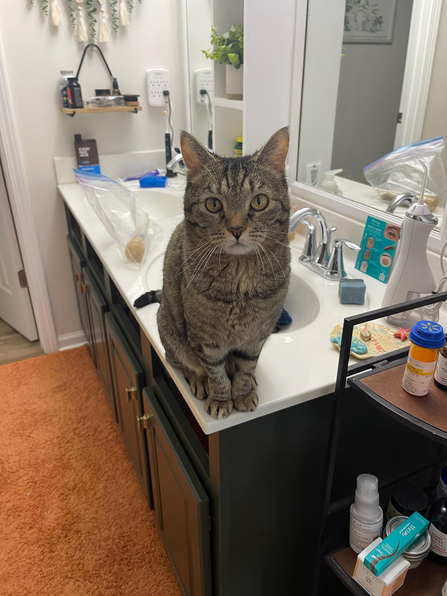 Sweetie, a Adoptable Domestic Short Hair in Mount Juliet, TN image 4/6