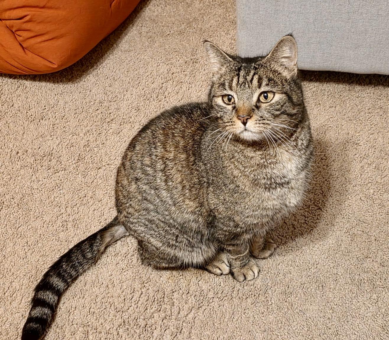 Sweetie, Adoptable, Senior Female Domestic Short Hair.