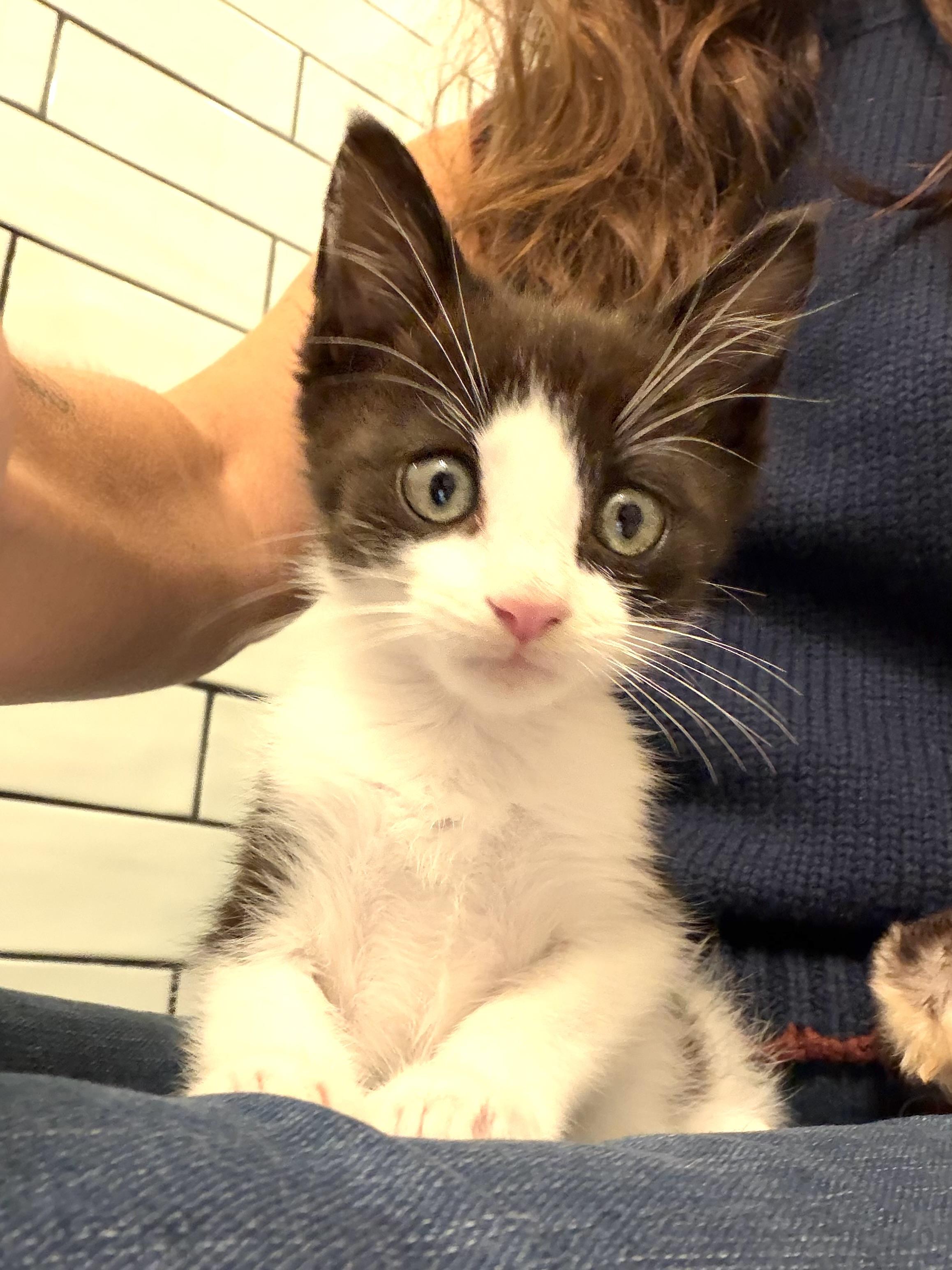 Enlarge Stewart Little, a Adopted Domestic Short Hair in Hoboken, NJ image 4/4