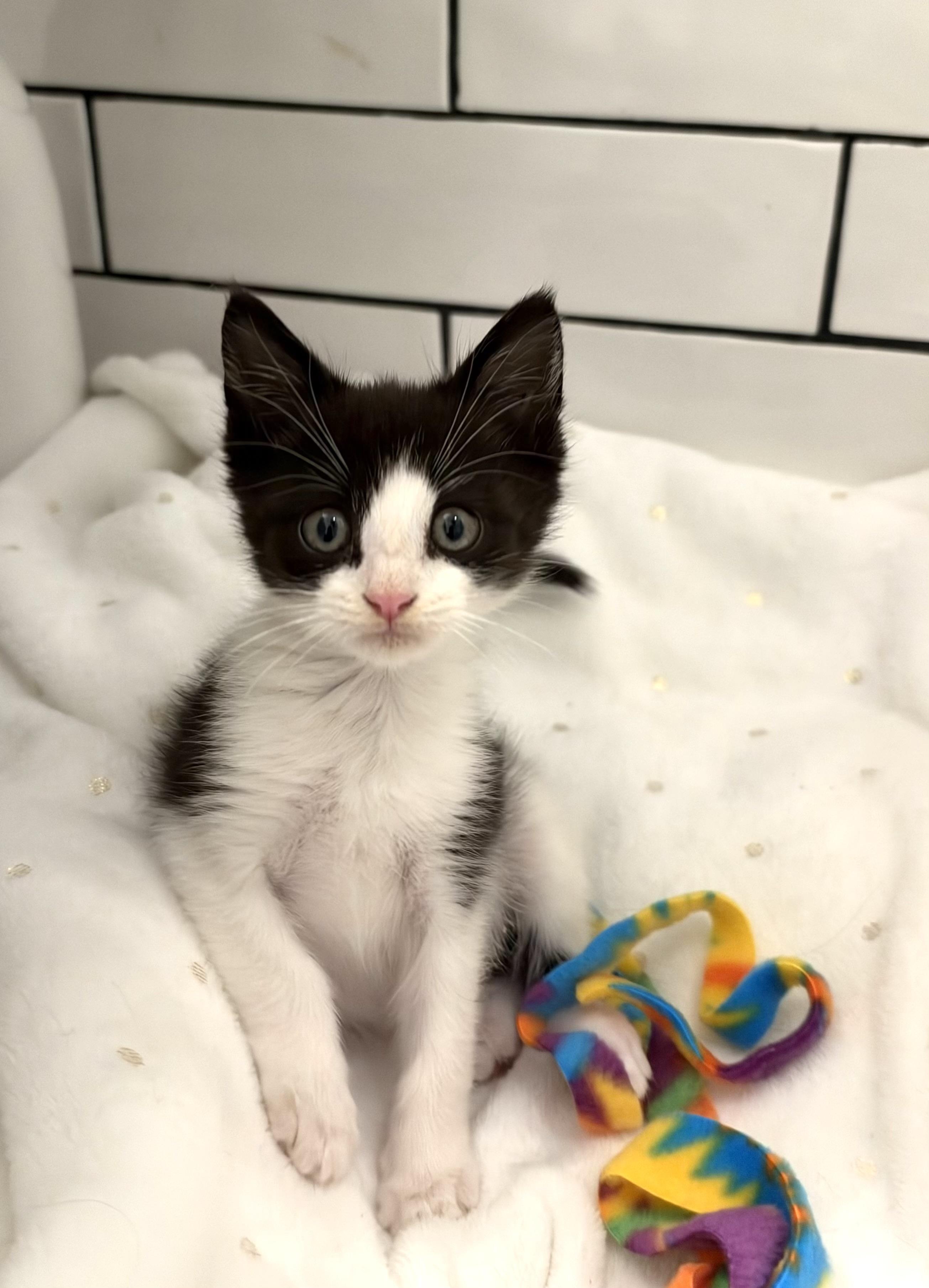 Stewart Little, Adopted, Kitten Male Domestic Short Hair.