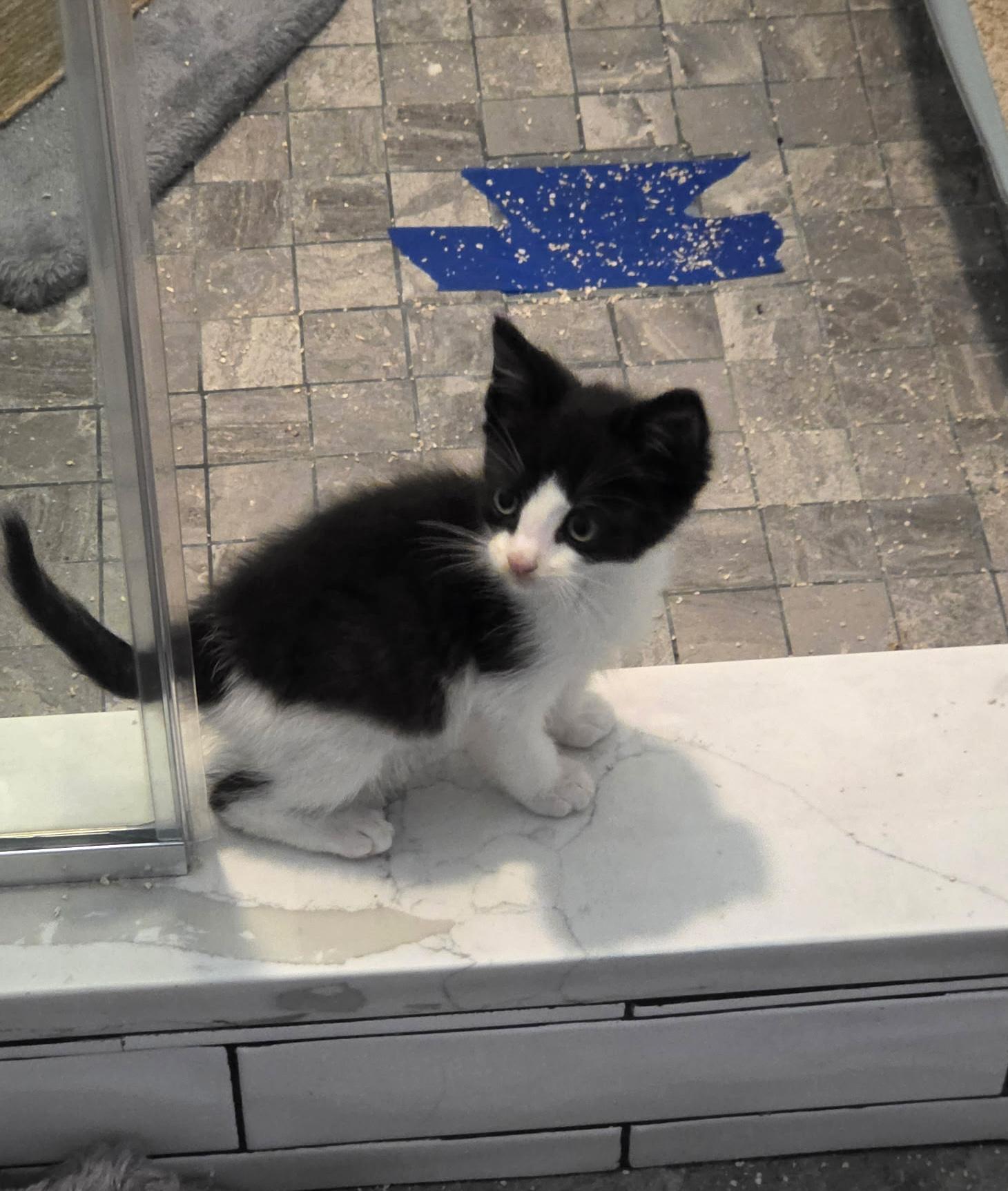 Enlarge Stewart Little, a Adopted Domestic Short Hair in Hoboken, NJ image 3/4