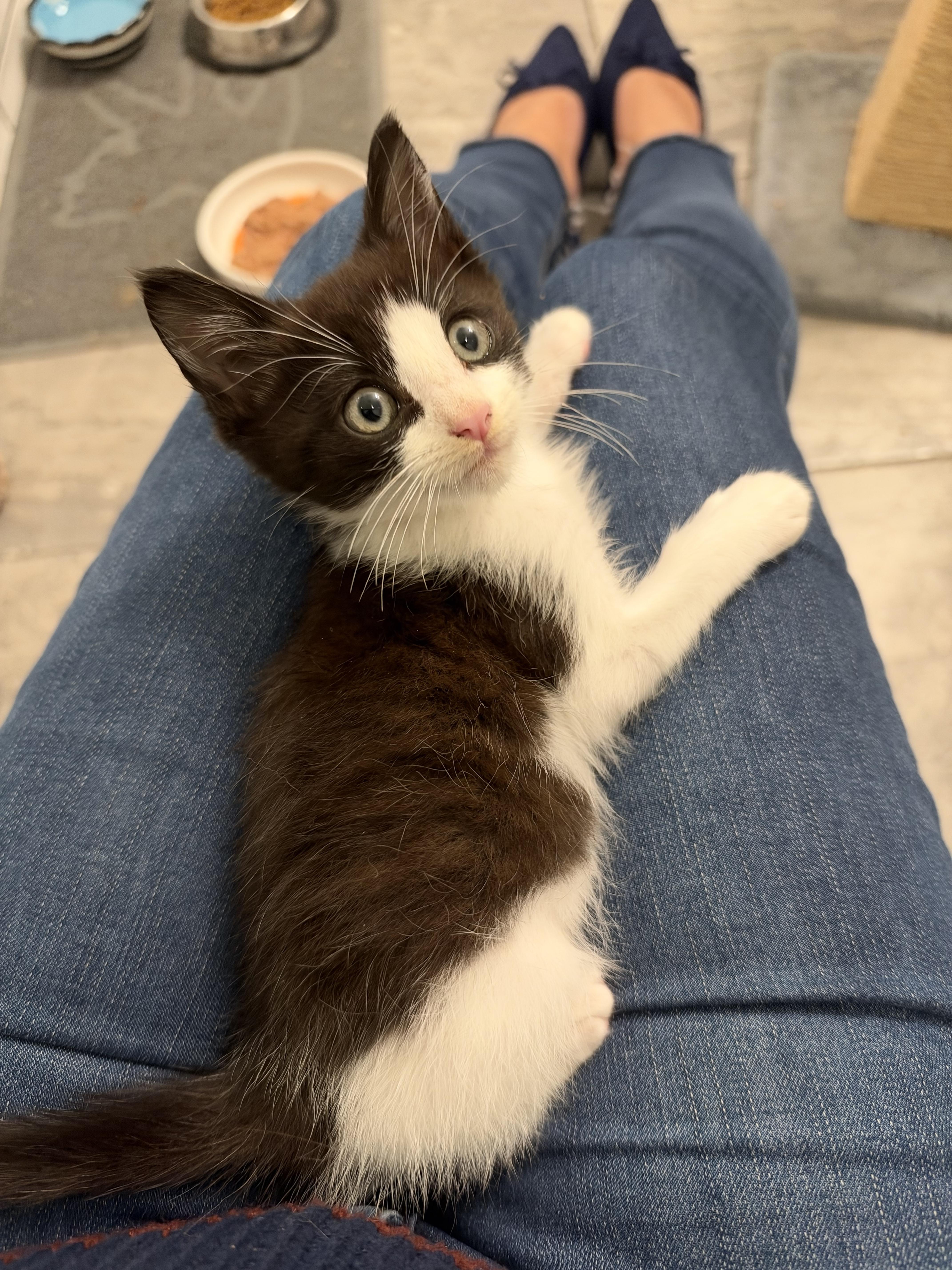 Enlarge Stewart Little, a Adopted Domestic Short Hair in Hoboken, NJ image 2/4