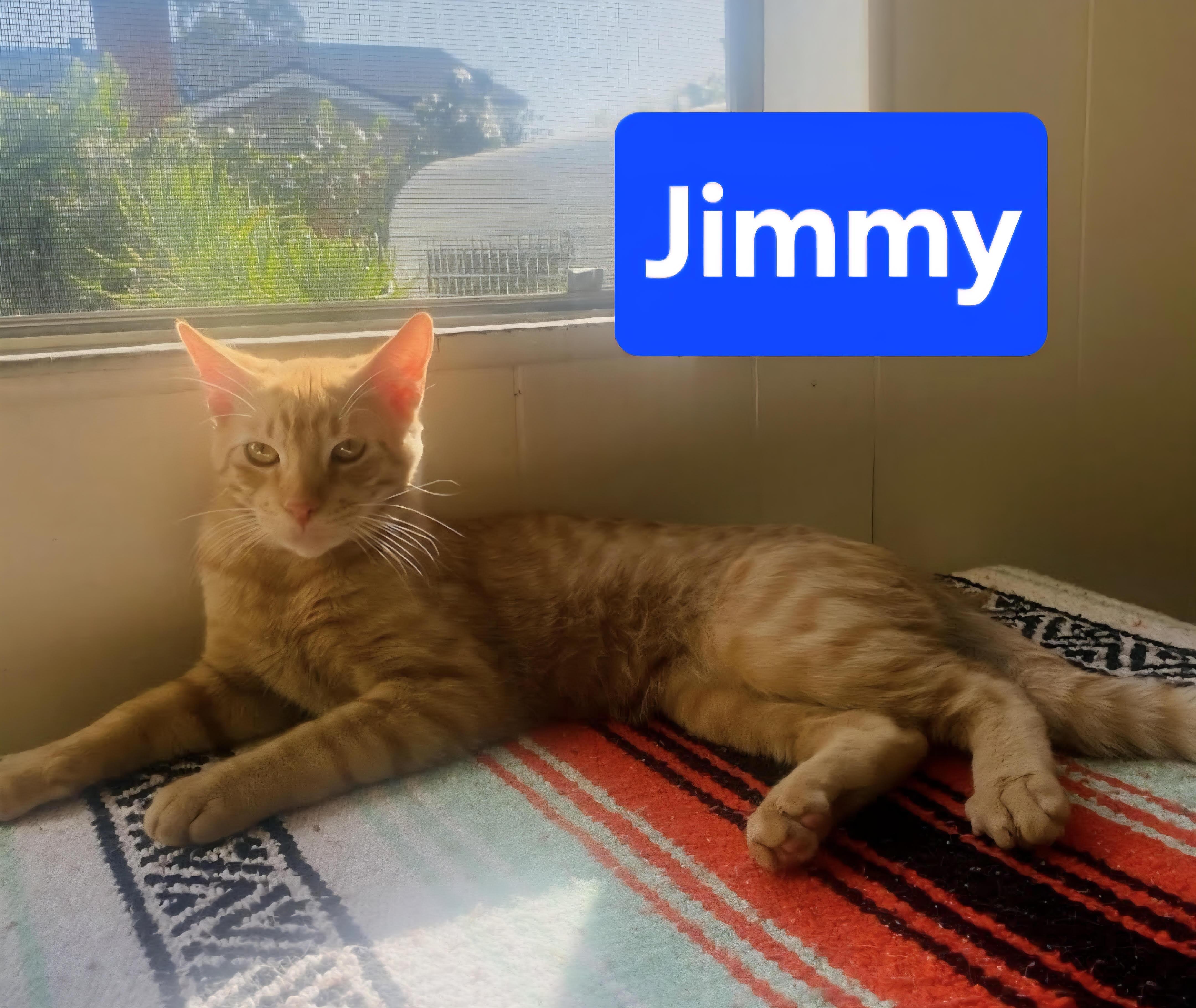 Jimmy, Adoptable, Young Male Tabby.