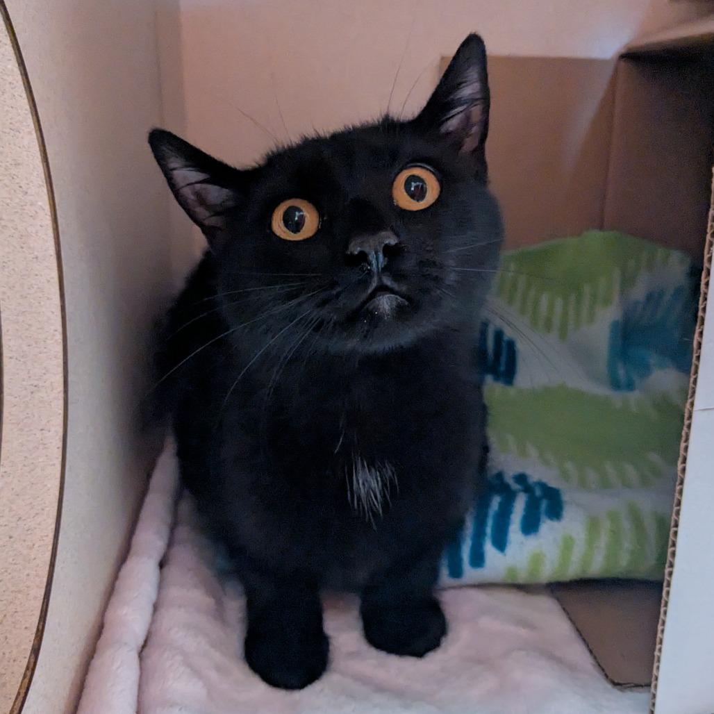 Enlarge Peanut Butter Pie, a Adoptable Domestic Short Hair in Providence, RI image 1/2