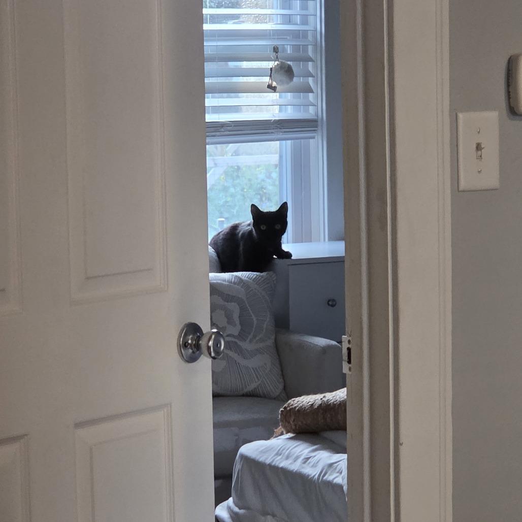 Peanut Butter Pie, a Adoptable Domestic Short Hair in Providence, RI image 3/4