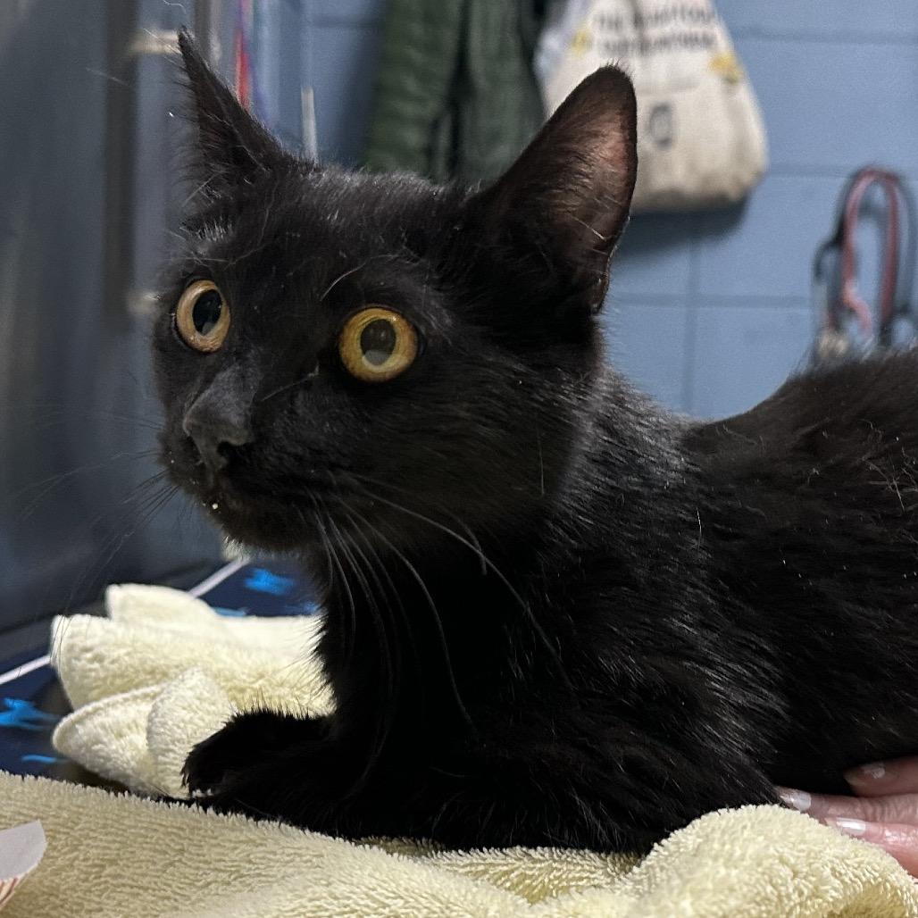 Enlarge Peanut Butter Pie, a Adoptable Domestic Short Hair in Providence, RI image 2/2