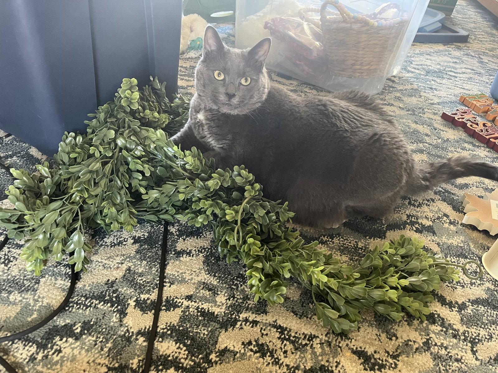 Benny, Adoptable, Adult Male Domestic Short Hair.