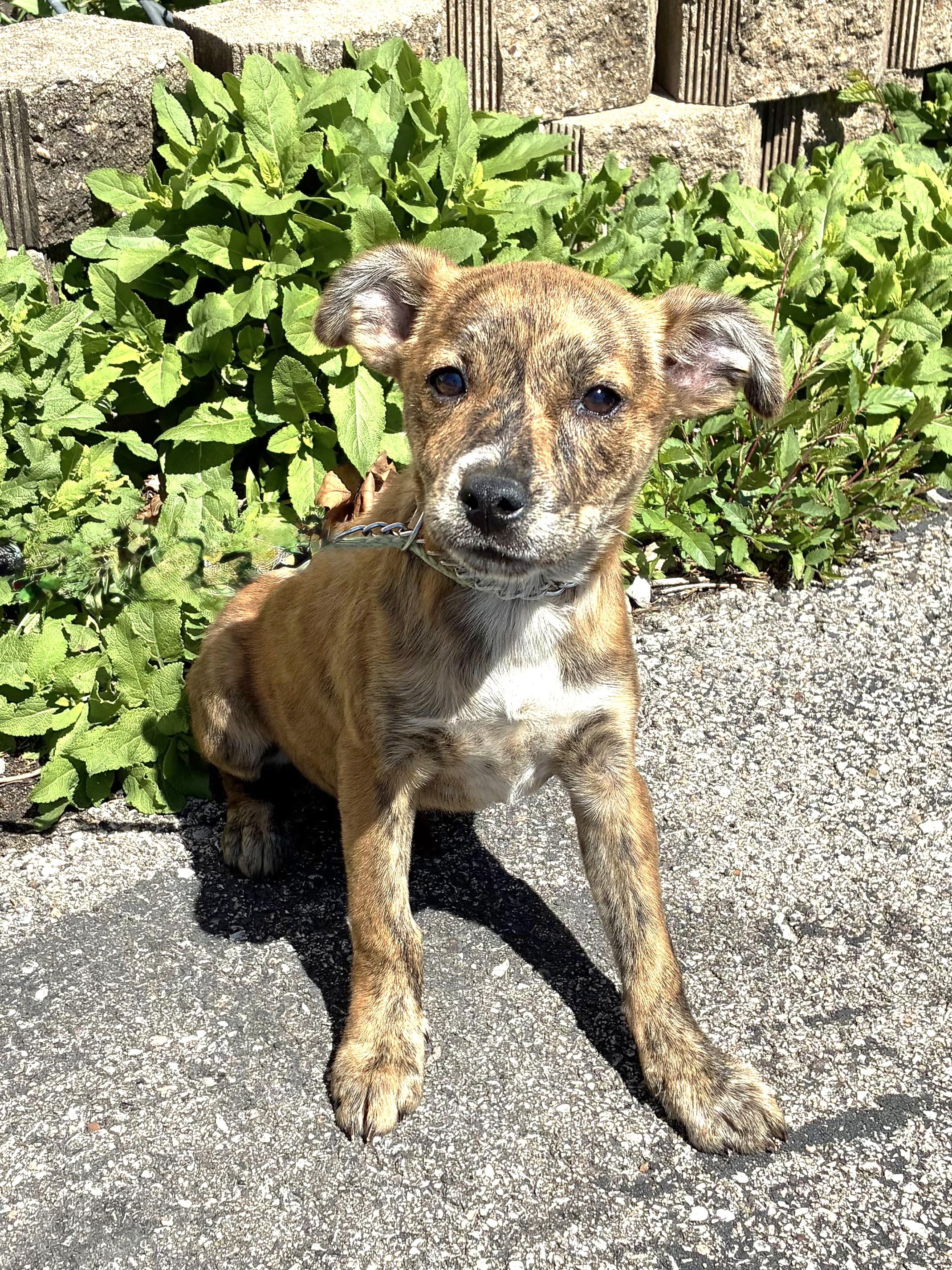 Chantilly, Adoptable, Puppy Female Mixed Breed.