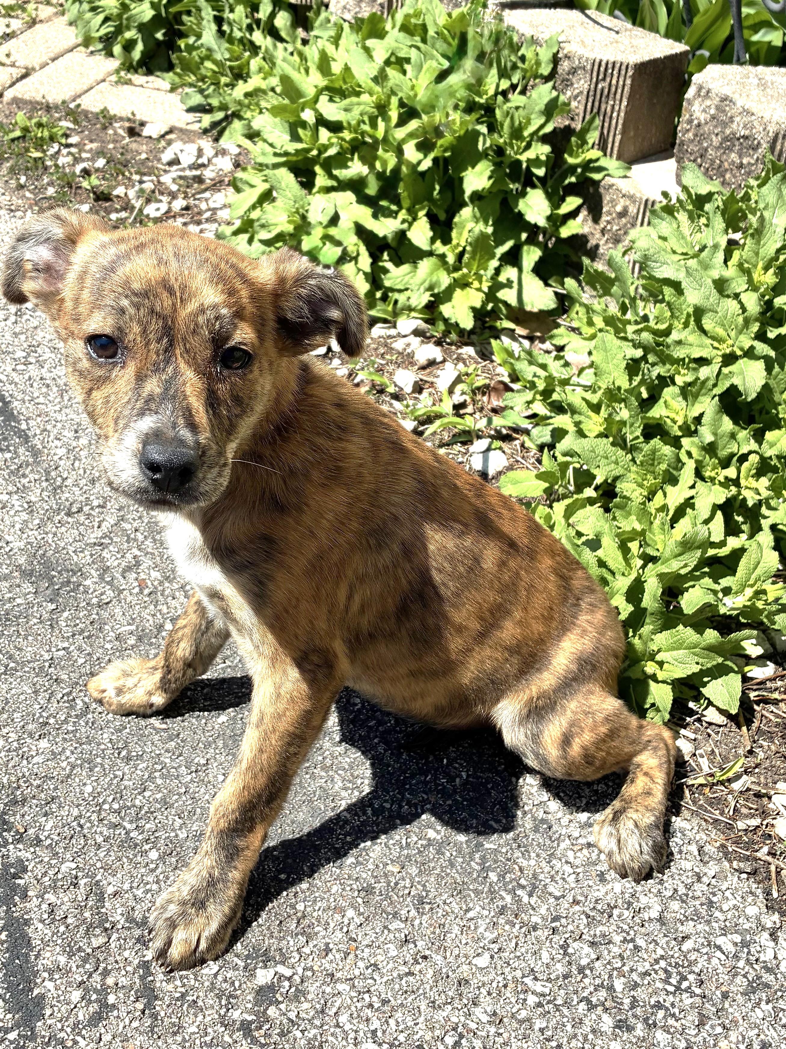 Enlarge Chantilly, a Adoptable Mixed Breed in West Chicago, IL image 3/3