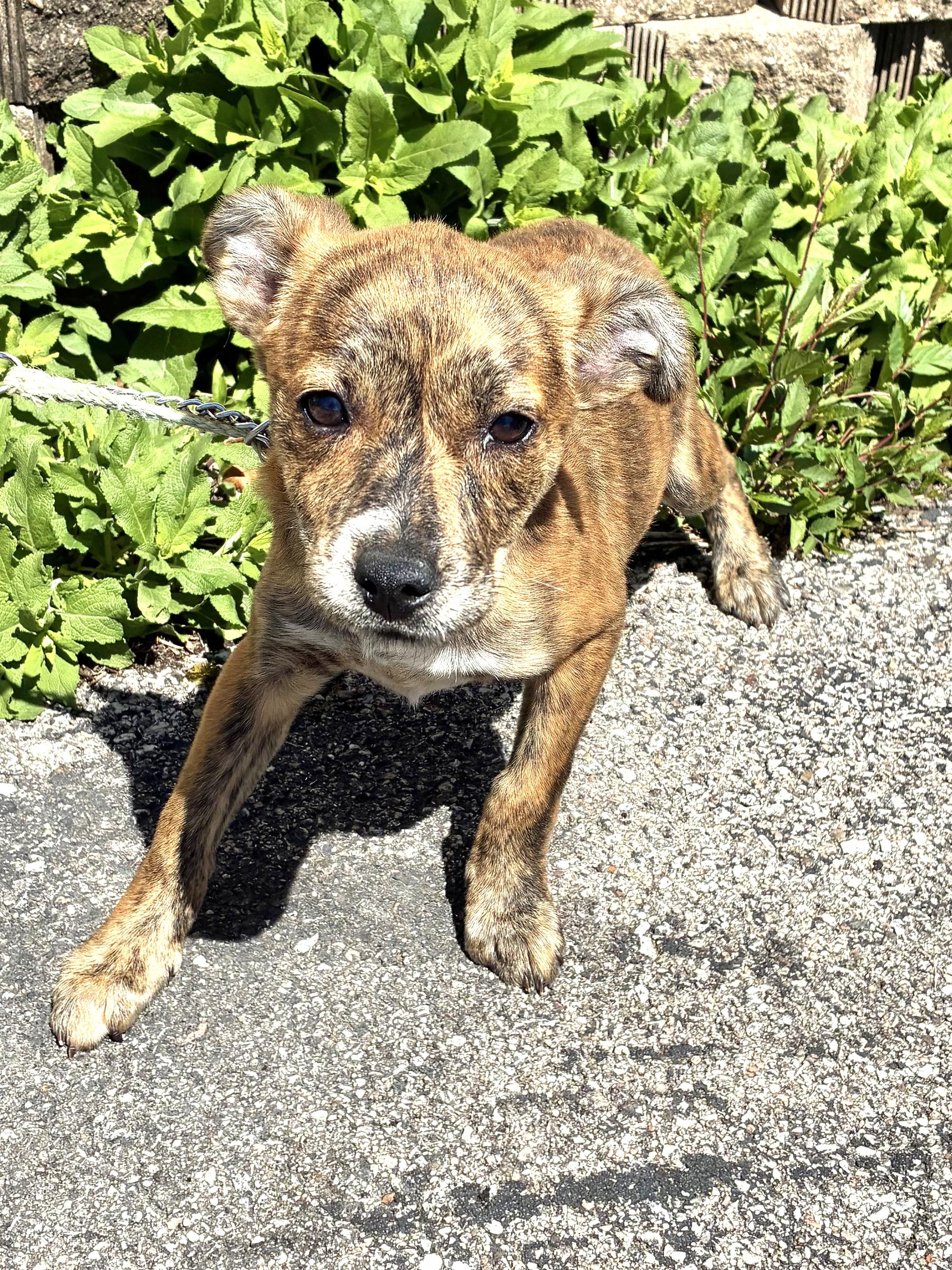 Enlarge Chantilly, a Adoptable Mixed Breed in West Chicago, IL image 2/3