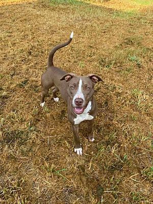 Enlarge Sarabi, a Adoptable Pit Bull Terrier in Woodstock, GA image 1/1