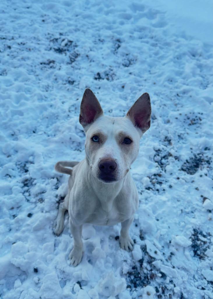 Martha, Adoptable, Adult Female Mixed Breed.