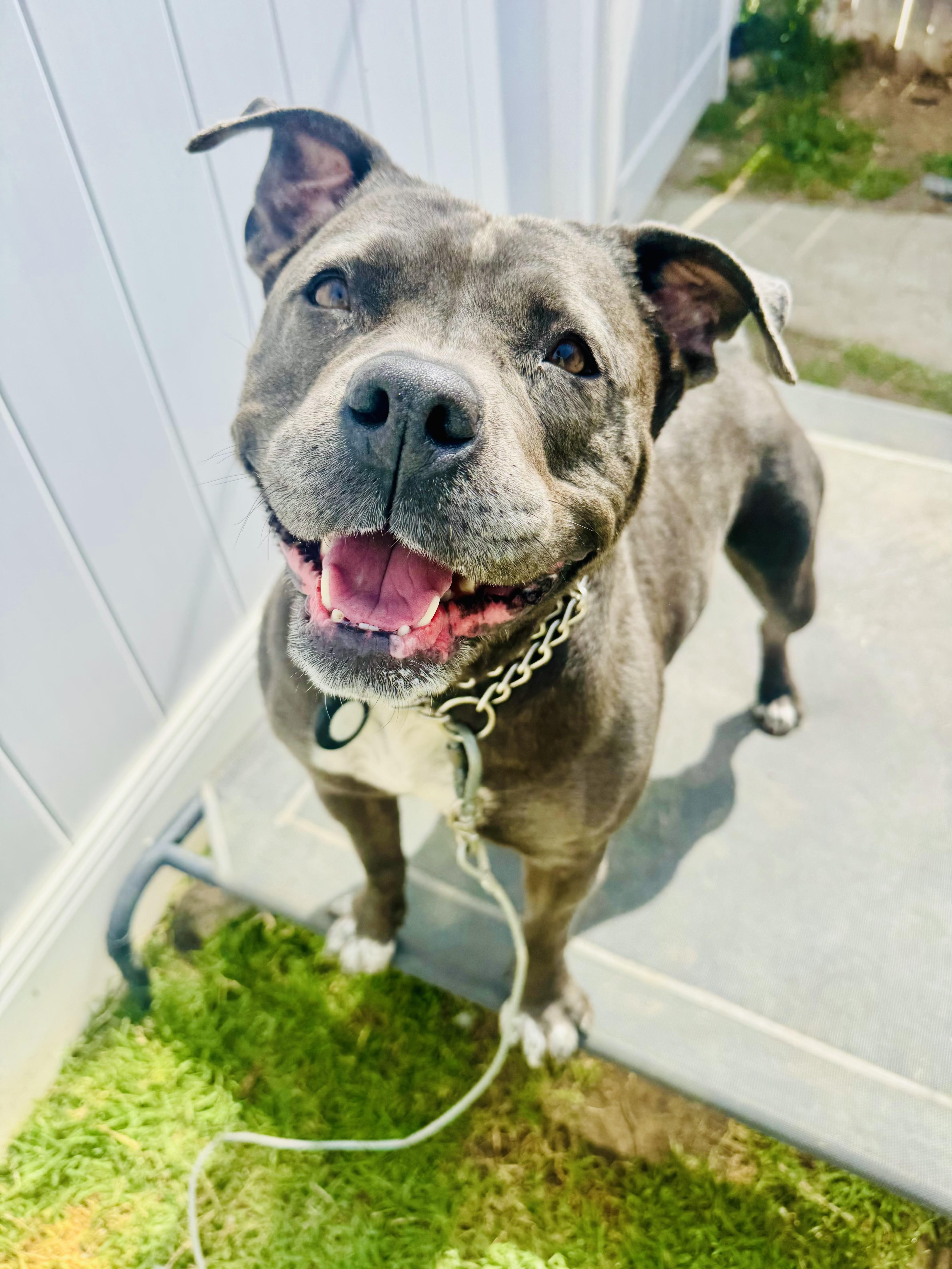 Boujee, an adopted Pit Bull Terrier in Canyon Country , CA image 4/6