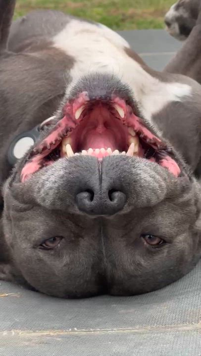 Enlarge Boujee, an adopted Pit Bull Terrier in Canyon Country , CA video 3/6