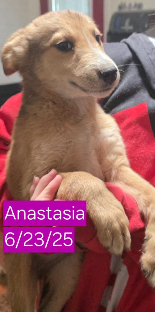 Enlarge Anastasia, a Adoptable mixed breed in Fort Stockton, TX image 1/2