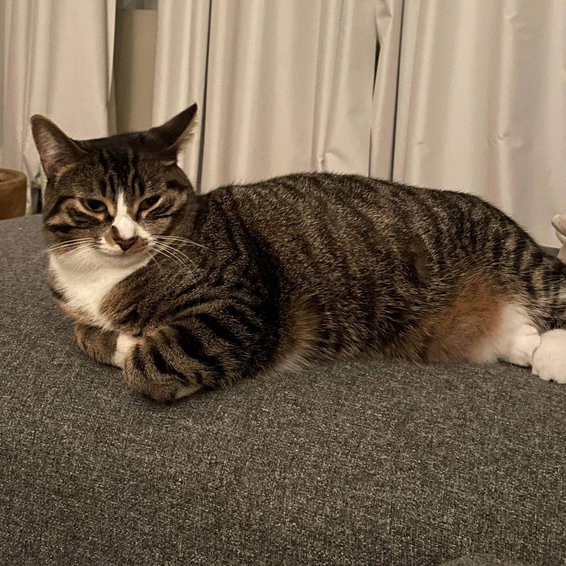 Dada (Dahlia), a Adoptable Domestic Short Hair in Montreal, QC image 3/6