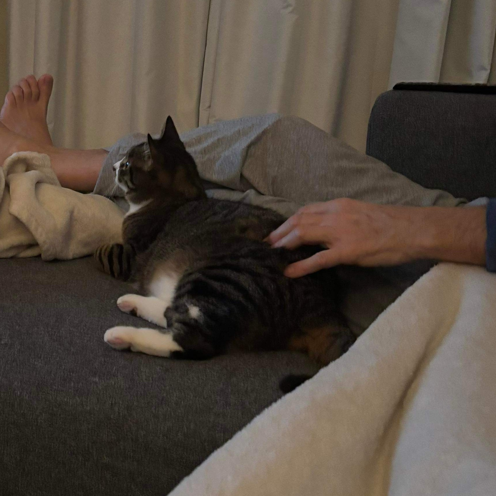 Dada (Dahlia), a Adoptable Domestic Short Hair in Montreal, QC image 4/6