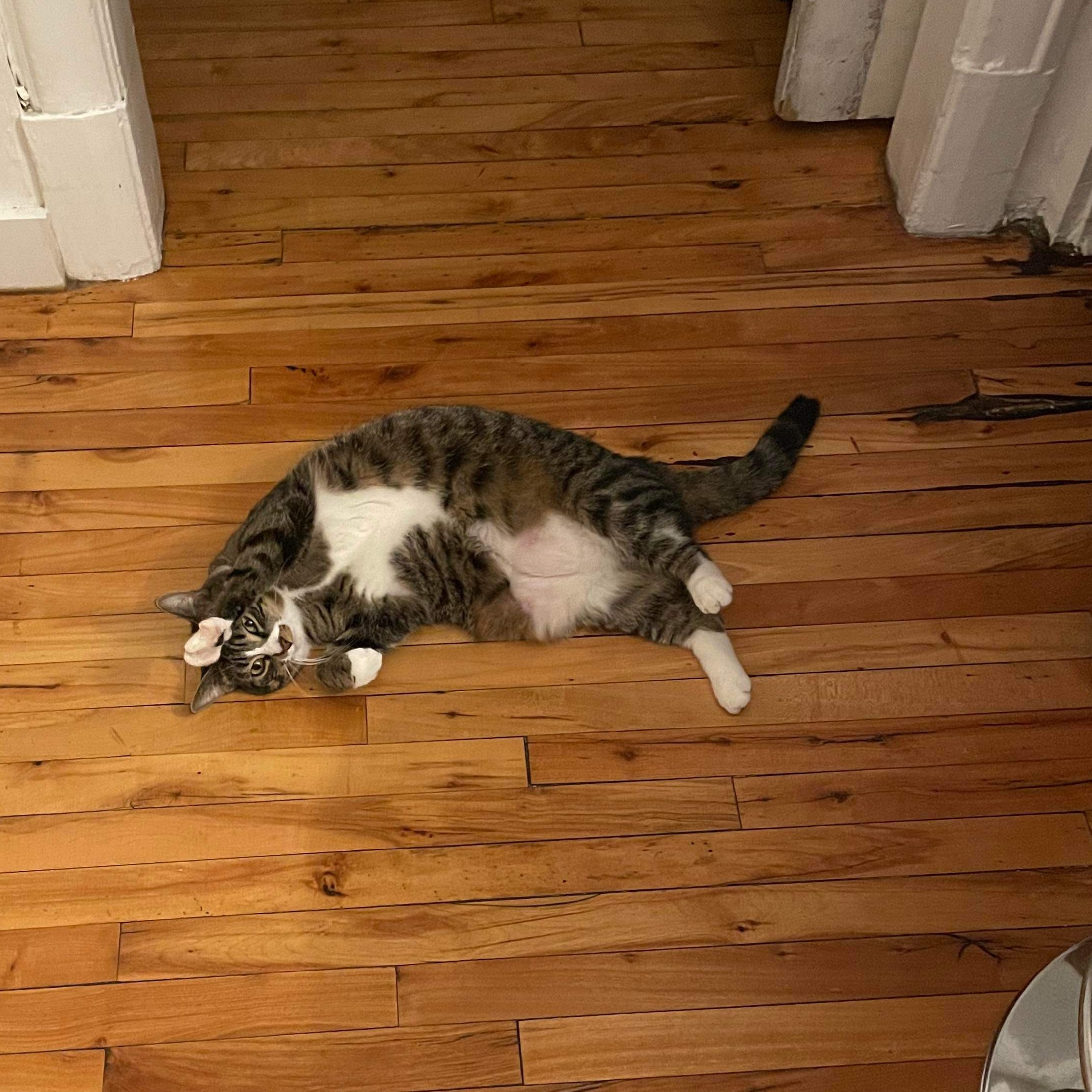 Dada (Dahlia), a Adoptable Domestic Short Hair in Montreal, QC image 5/6