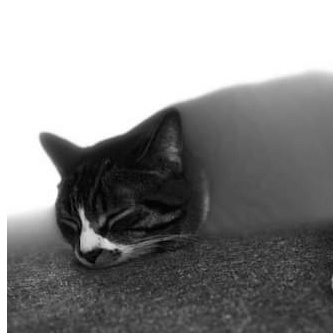 Dada (Dahlia), a Adoptable Domestic Short Hair in Montreal, QC image 6/6