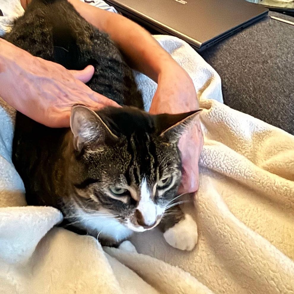 Dada (Dahlia), Adoptable, Adult Female Domestic Short Hair.