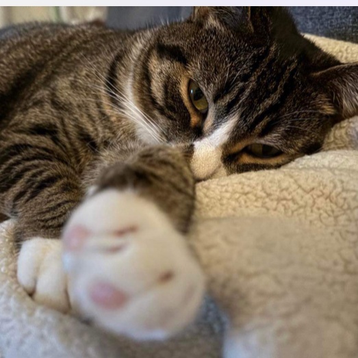 Dada (Dahlia), a Adoptable Domestic Short Hair in Montreal, QC image 2/6