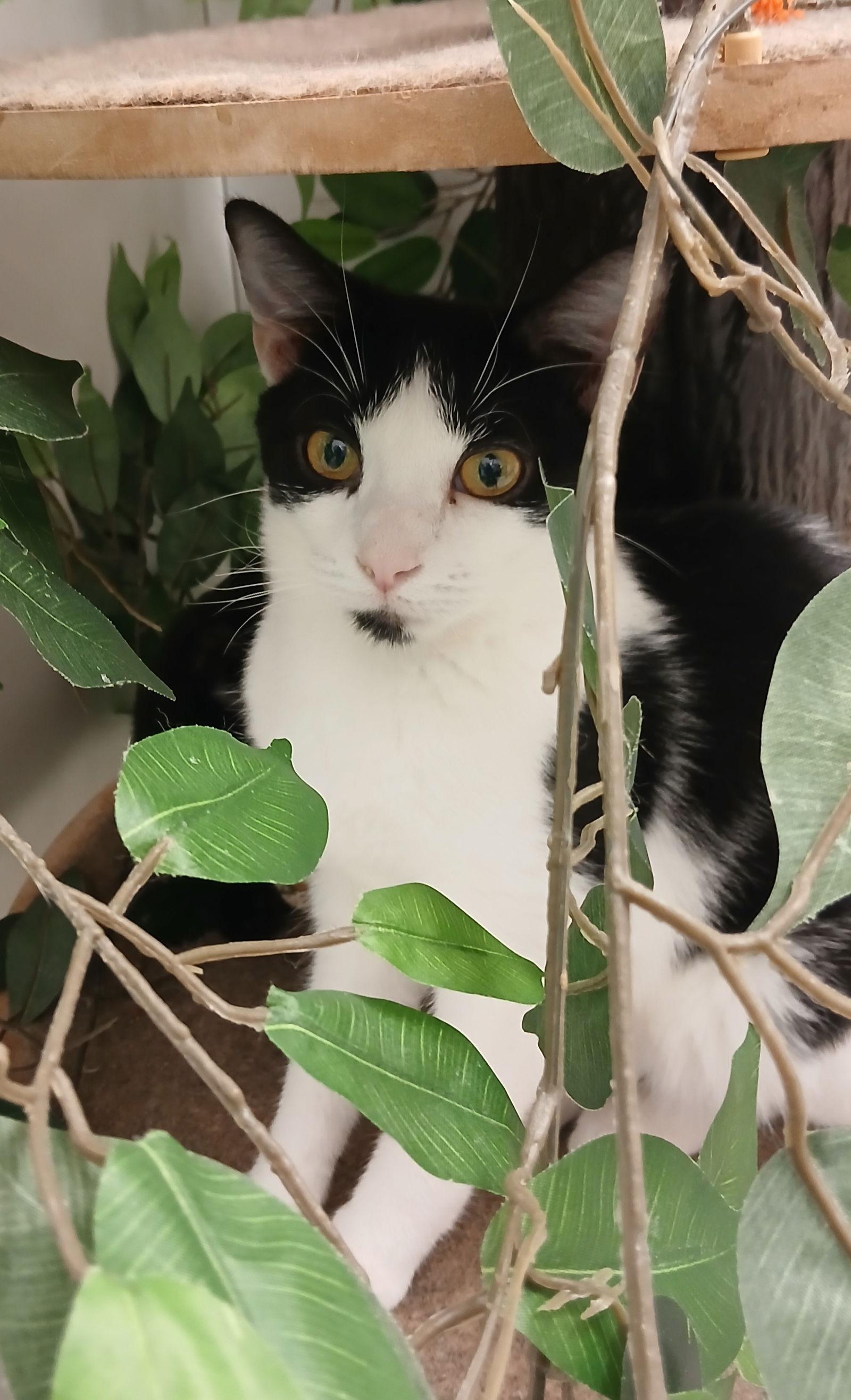 Copacabana, a Adoptable Domestic Short Hair in Bay City, MI image 1/2