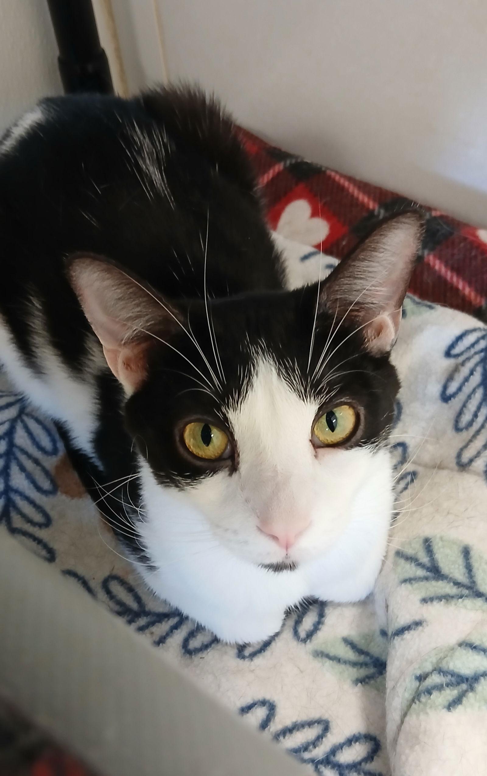 Copacabana, a Adoptable Domestic Short Hair in Bay City, MI image 2/2