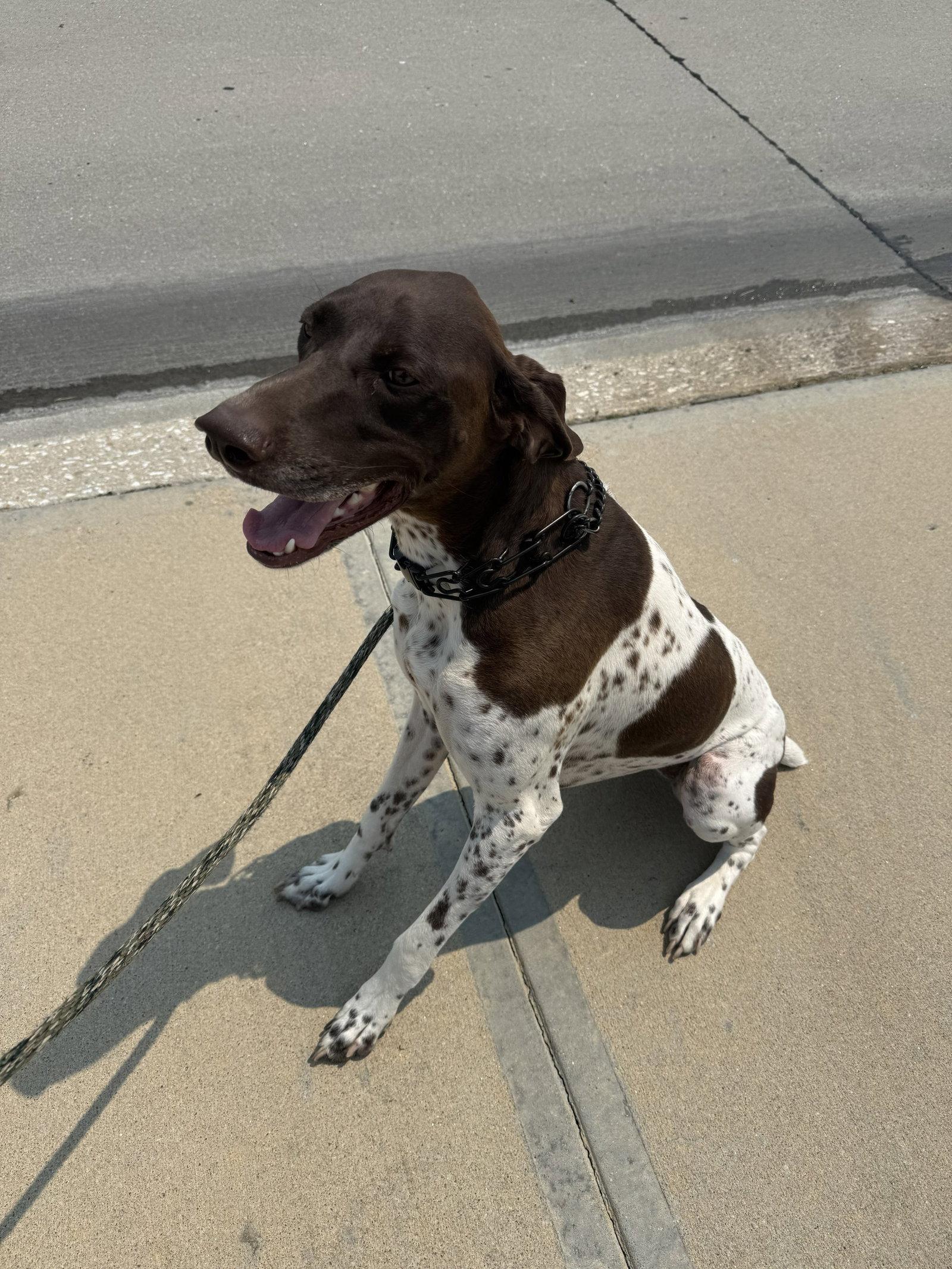 Enlarge Kimber - Adoption Pending!, a Adoptable German Shorthaired Pointer in Omaha, NE image 1/3