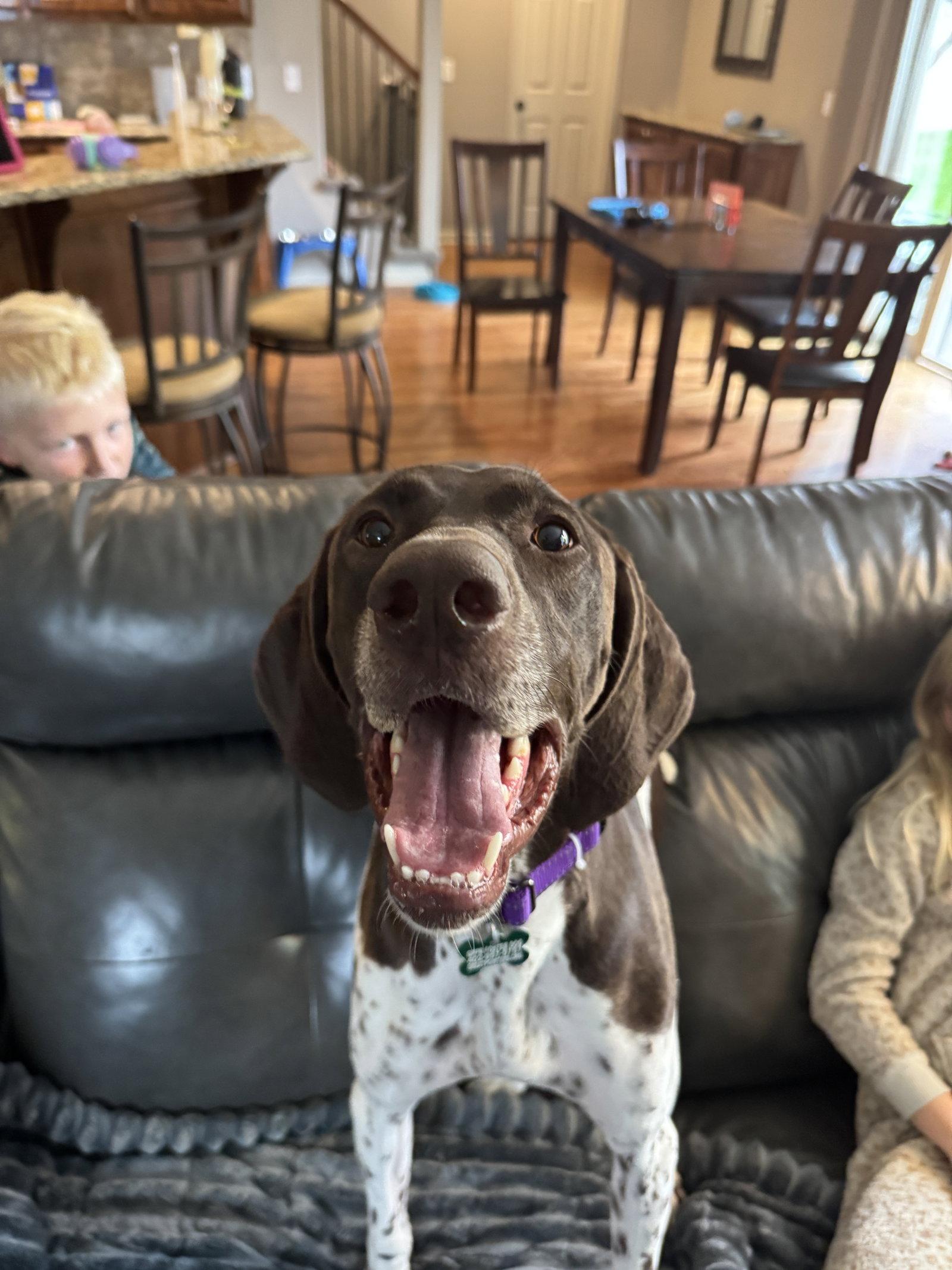 Enlarge Kimber - Adoption Pending!, a Adoptable German Shorthaired Pointer in Omaha, NE image 2/3