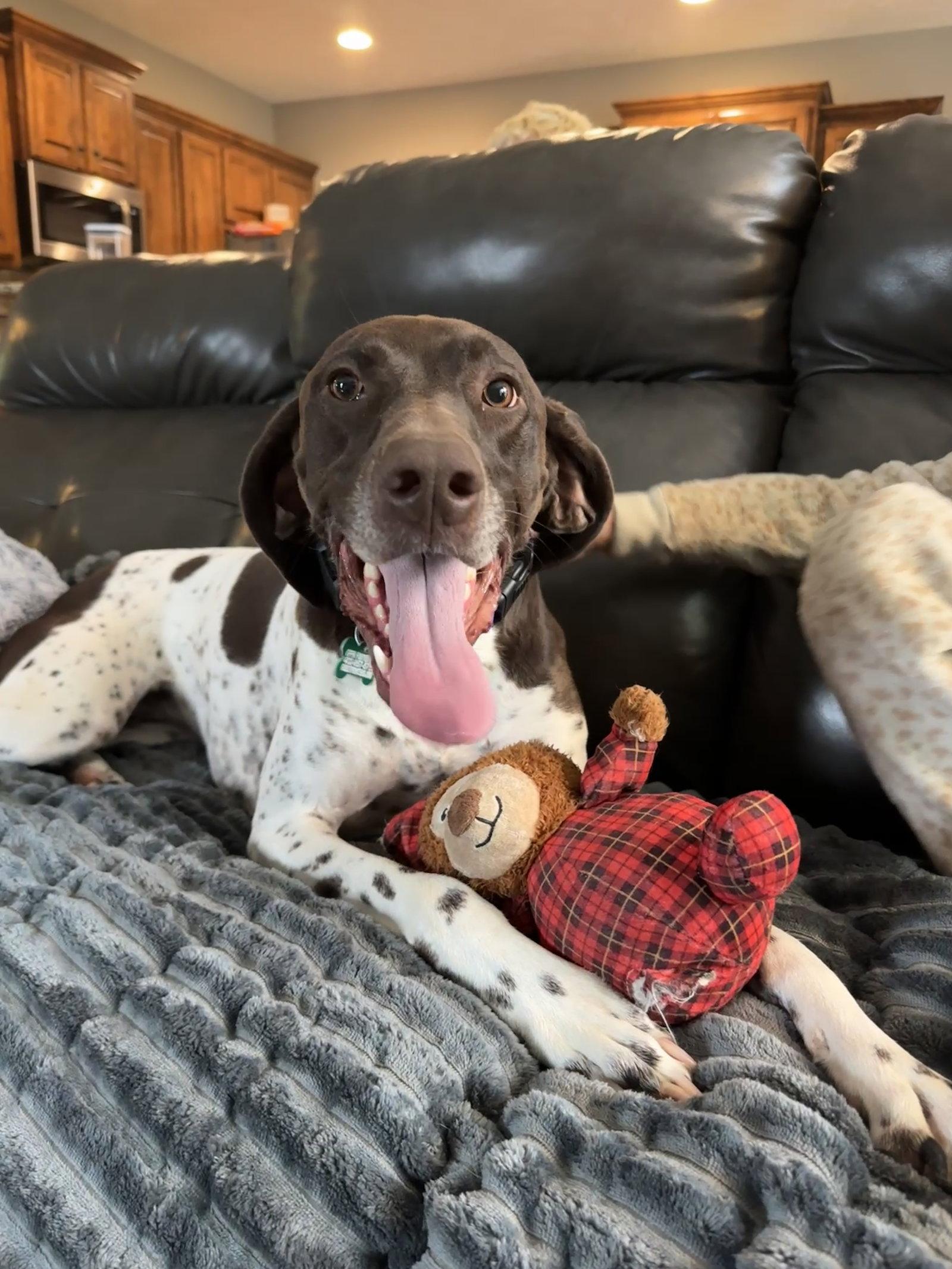 Enlarge Kimber - Adoption Pending!, a Adoptable German Shorthaired Pointer in Omaha, NE image 3/3