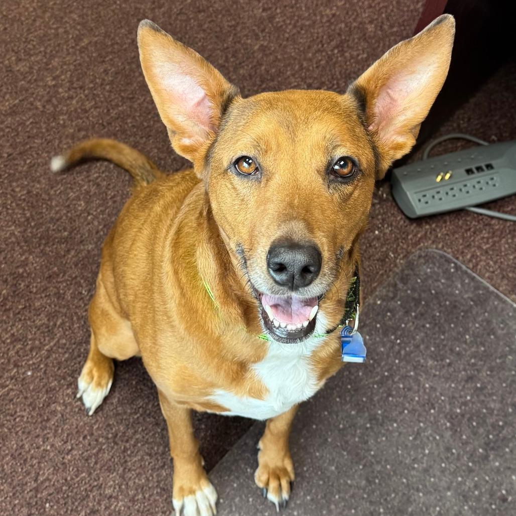 195 (2026) Lady, Adoptable, Adult Female Shepherd & Retriever.