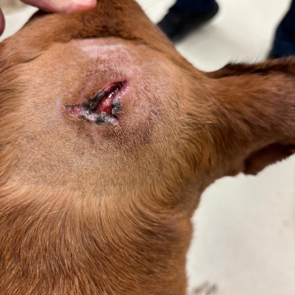 Enlarge 195 (2026) Lady, a Adoptable mixed breed in Parker, CO image 2/6