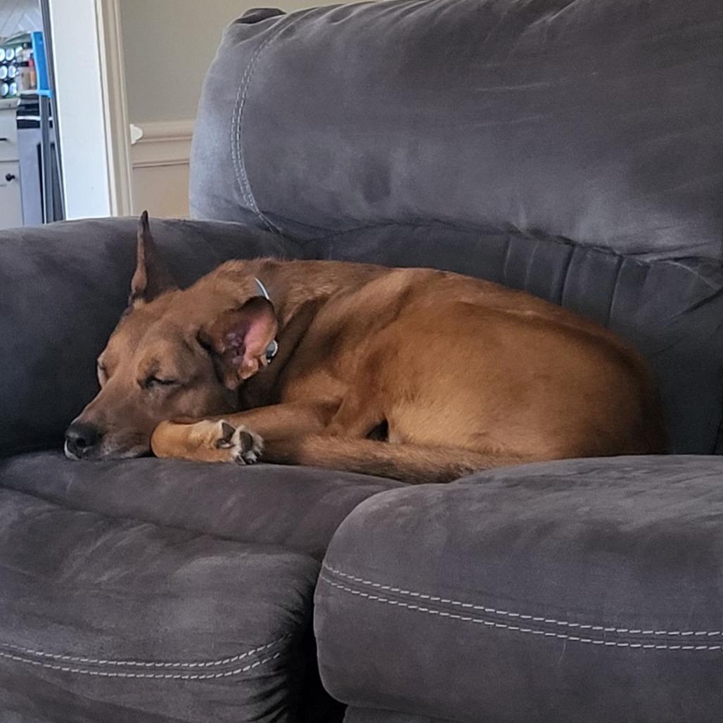 Enlarge 195 (2026) Lady, a Adoptable mixed breed in Parker, CO image 4/6