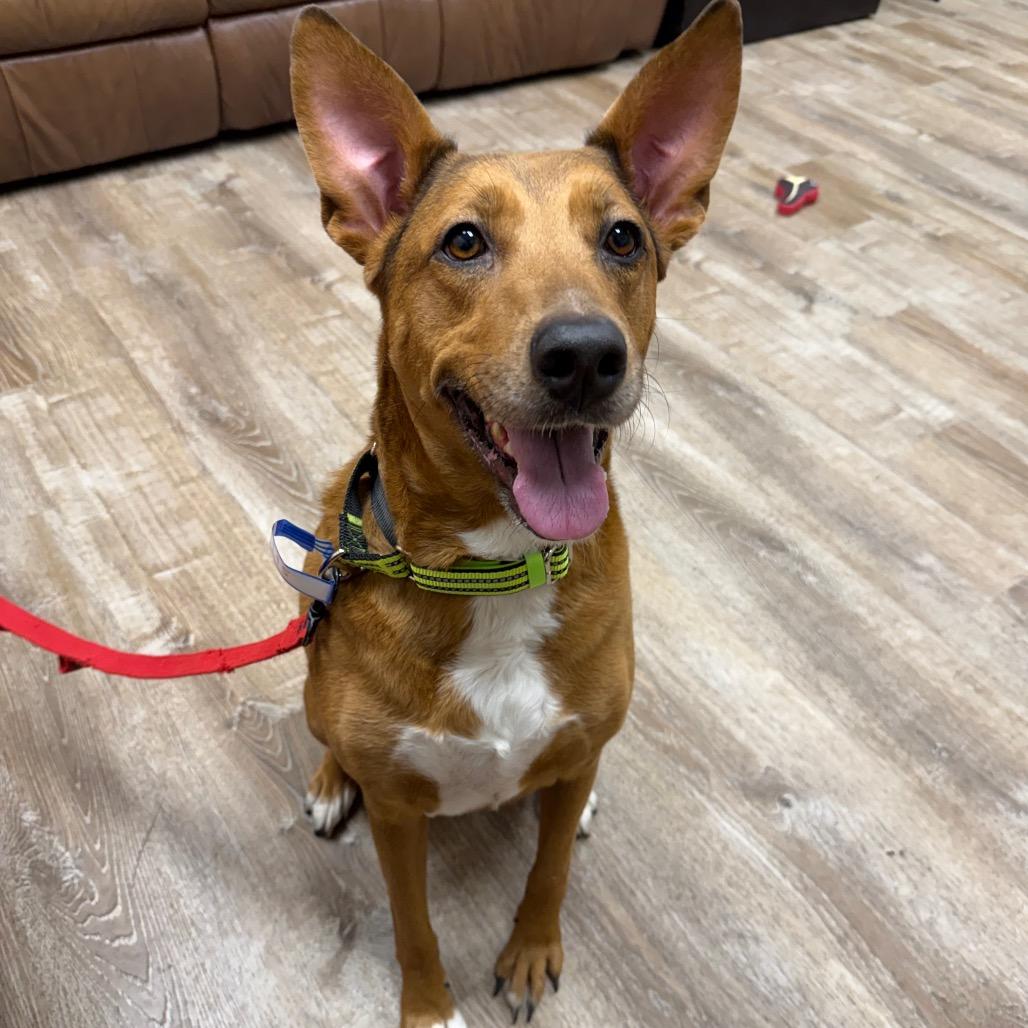 Enlarge 195 (2026) Lady, a Adoptable mixed breed in Parker, CO image 6/6