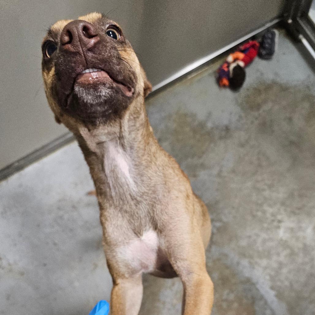 Enlarge Axl Rose, a Adoptable mixed breed in Hattiesburg, MS image 1/5