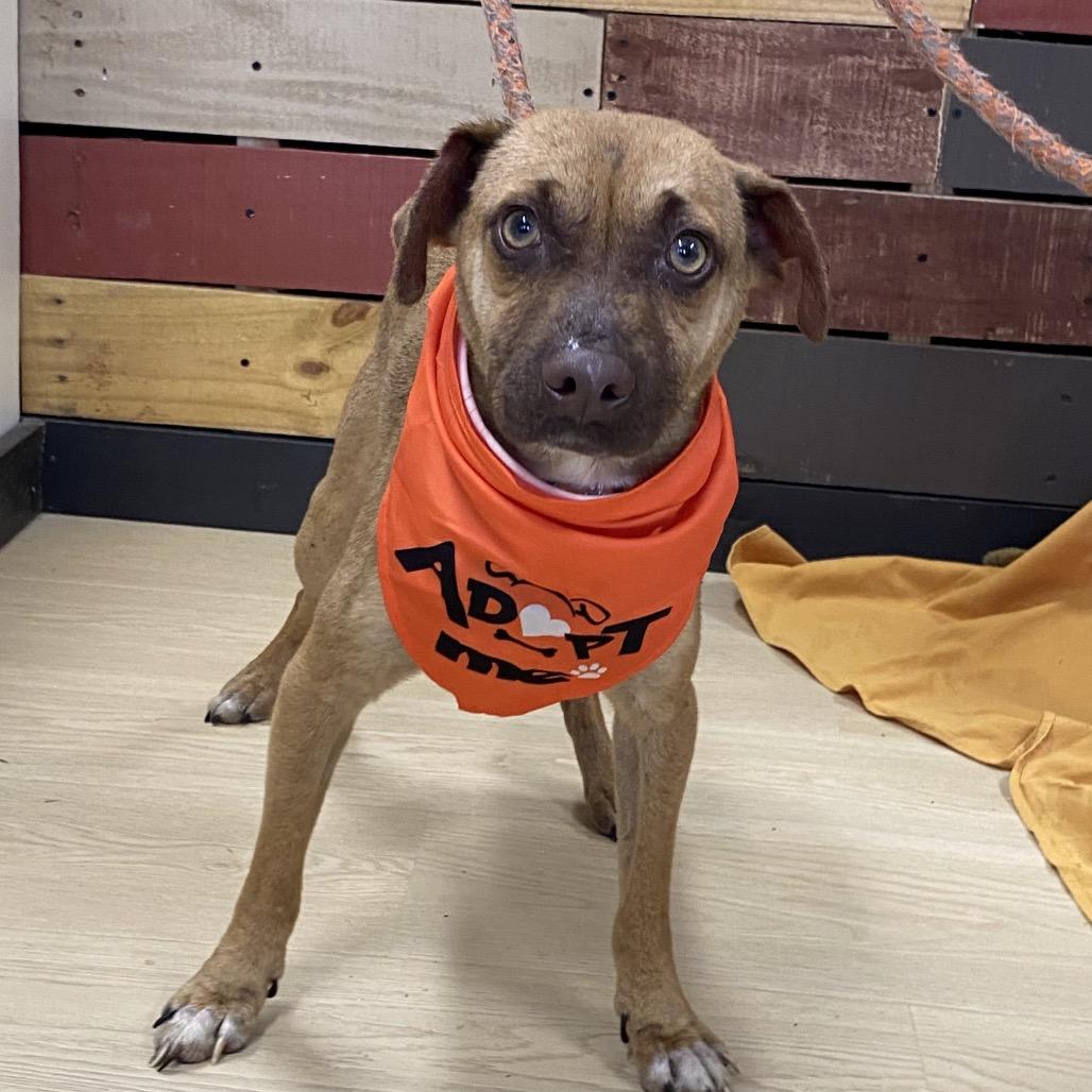 Enlarge Axl Rose, a Adoptable mixed breed in Hattiesburg, MS image 2/5