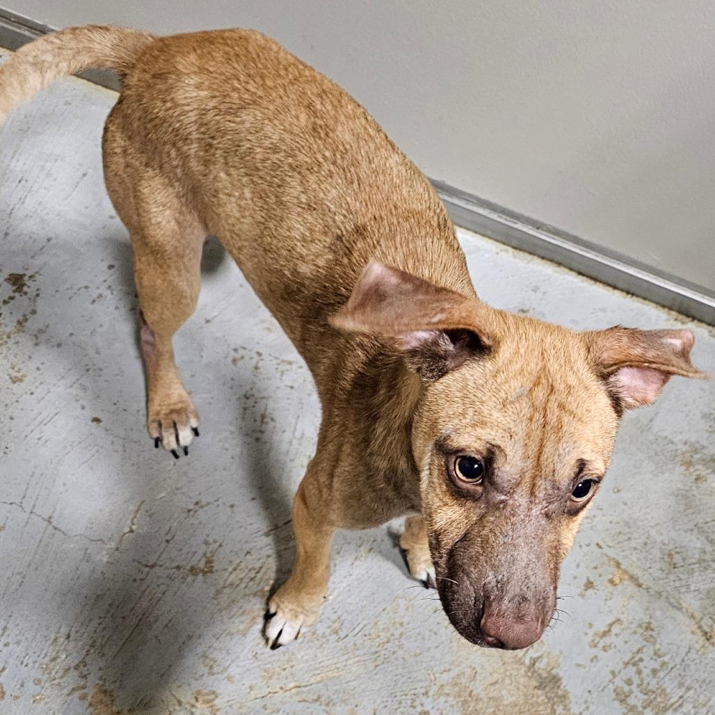 Enlarge Axl Rose, a Adoptable mixed breed in Hattiesburg, MS image 3/5