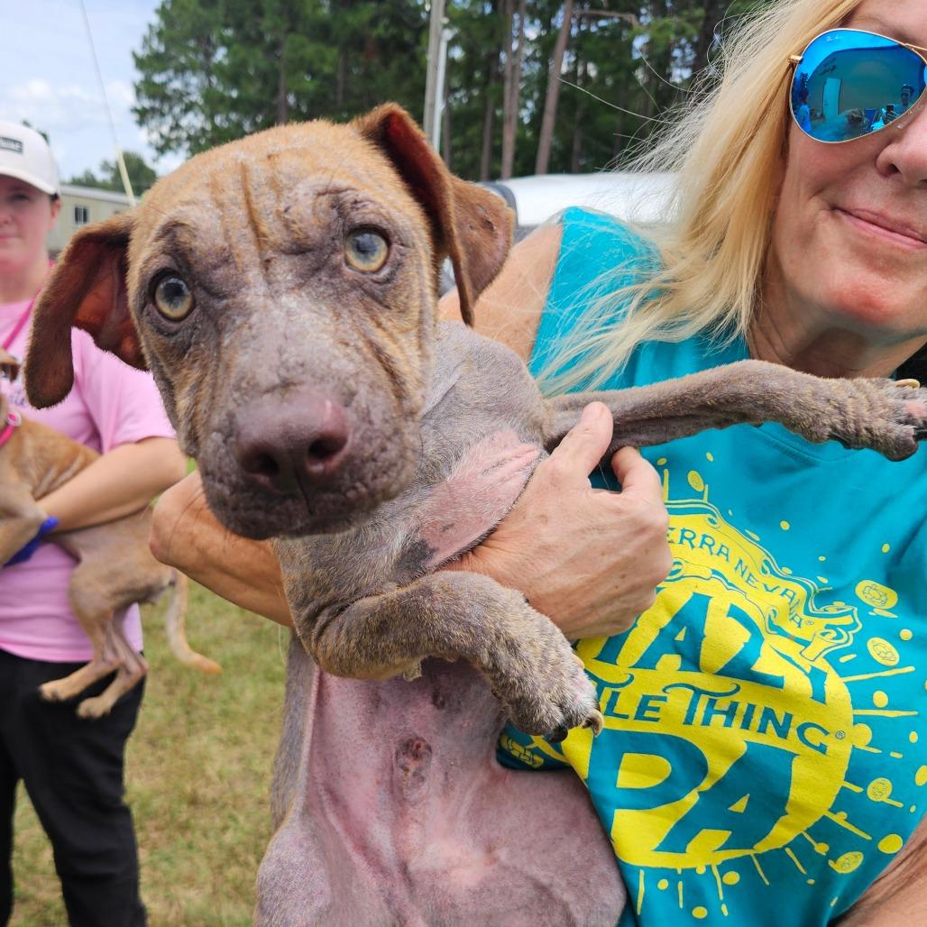 Enlarge Axl Rose, a Adoptable mixed breed in Hattiesburg, MS image 4/5