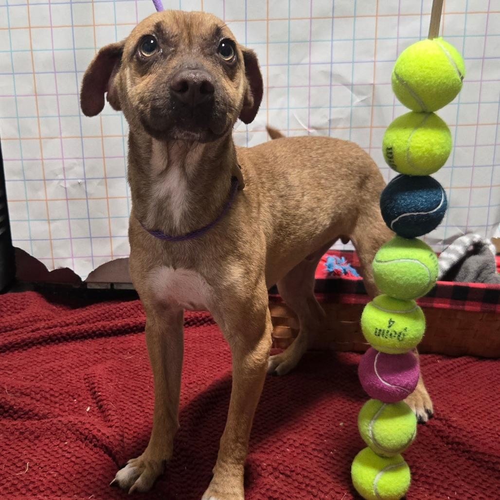 Enlarge Axl Rose, a Adoptable mixed breed in Hattiesburg, MS image 5/5