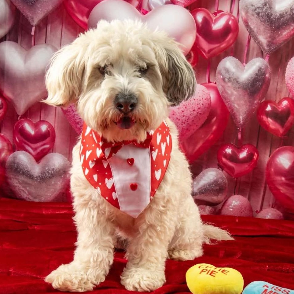 Curly, ADOPTABLE, Adult Male Miniature Poodle.