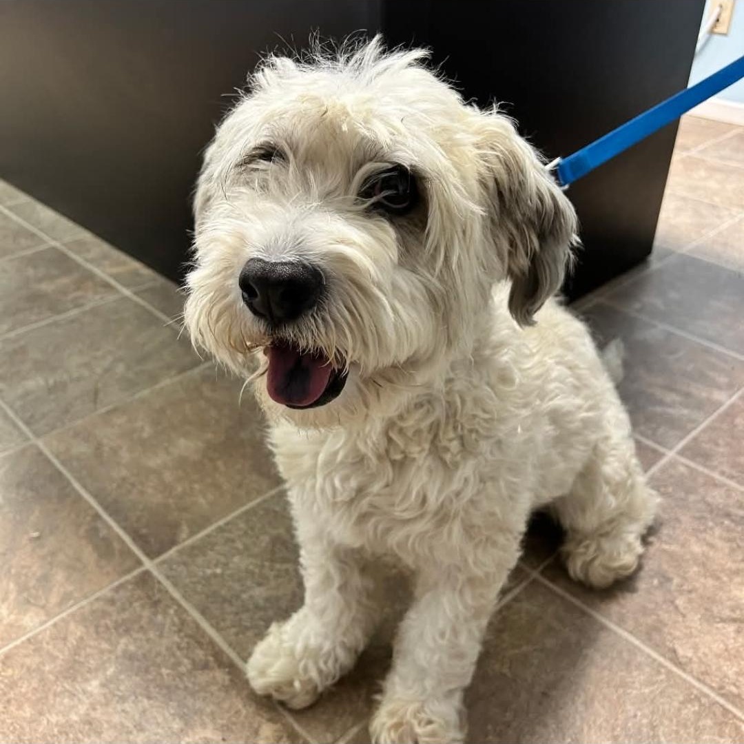 Enlarge Curly, a ADOPTABLE Miniature Poodle in Greenville, SC image 2/4