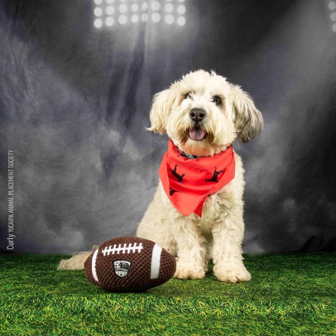 Enlarge Curly, a ADOPTABLE Miniature Poodle in Greenville, SC image 3/4