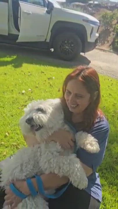 Enlarge Curly, a ADOPTABLE Miniature Poodle in Greenville, SC video 4/4