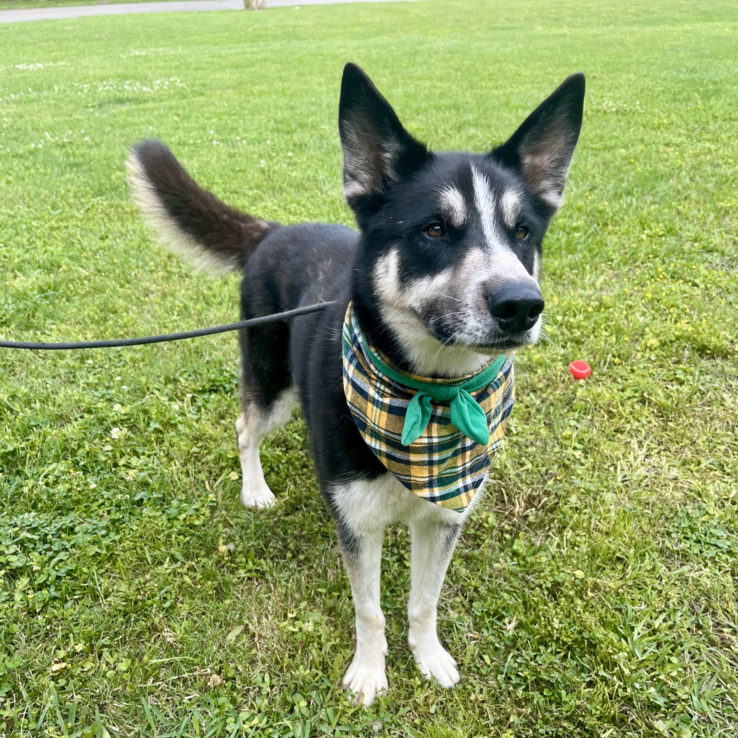 Papaya — thumbnail 3